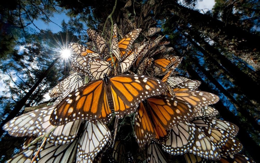 Mariposas monarca en los santuarios de la región