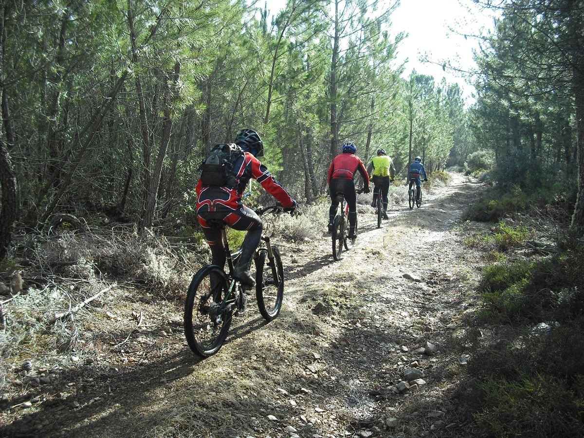 Ciclismo de montaña en el bosque de la región